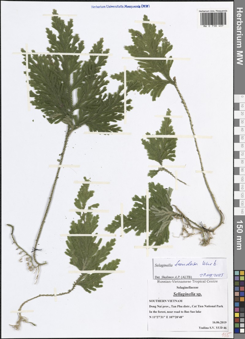 Selaginella frondosa photo 4