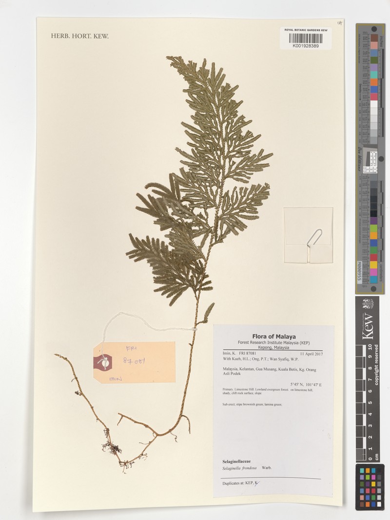 Selaginella frondosa photo 5