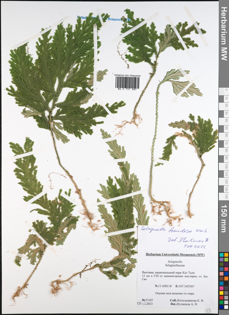 Selaginella frondosa photo 6