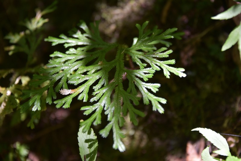 Selaginella fruticulosa