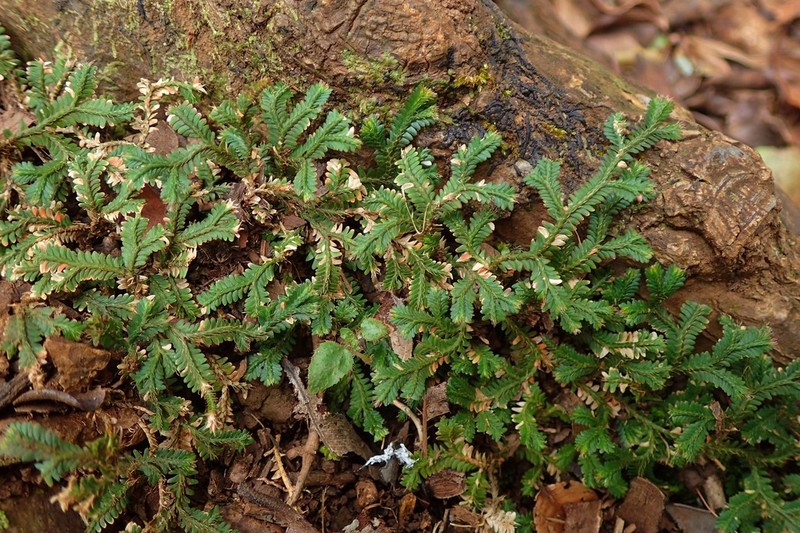 Selaginella fruticulosa photo 2