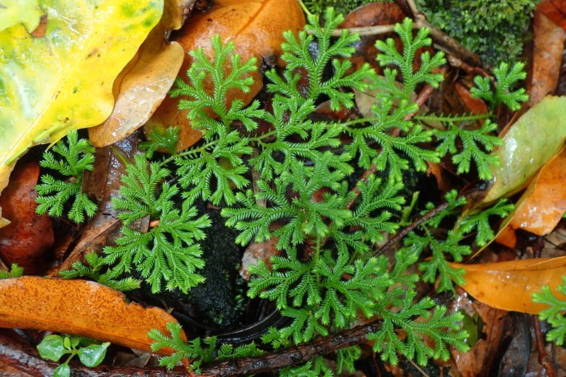 Selaginella fruticulosa photo 3