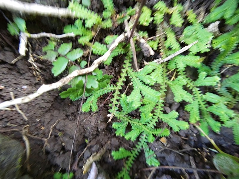 Selaginella fruticulosa photo 4