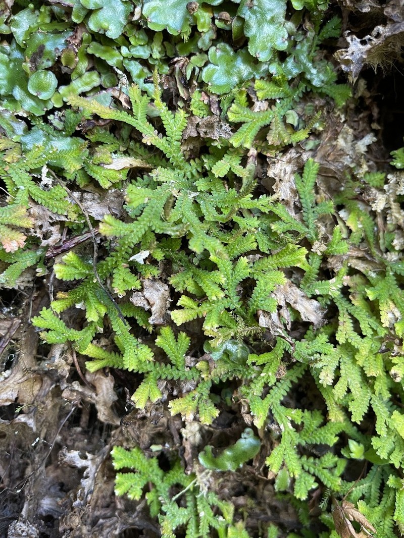 Selaginella fruticulosa photo 5