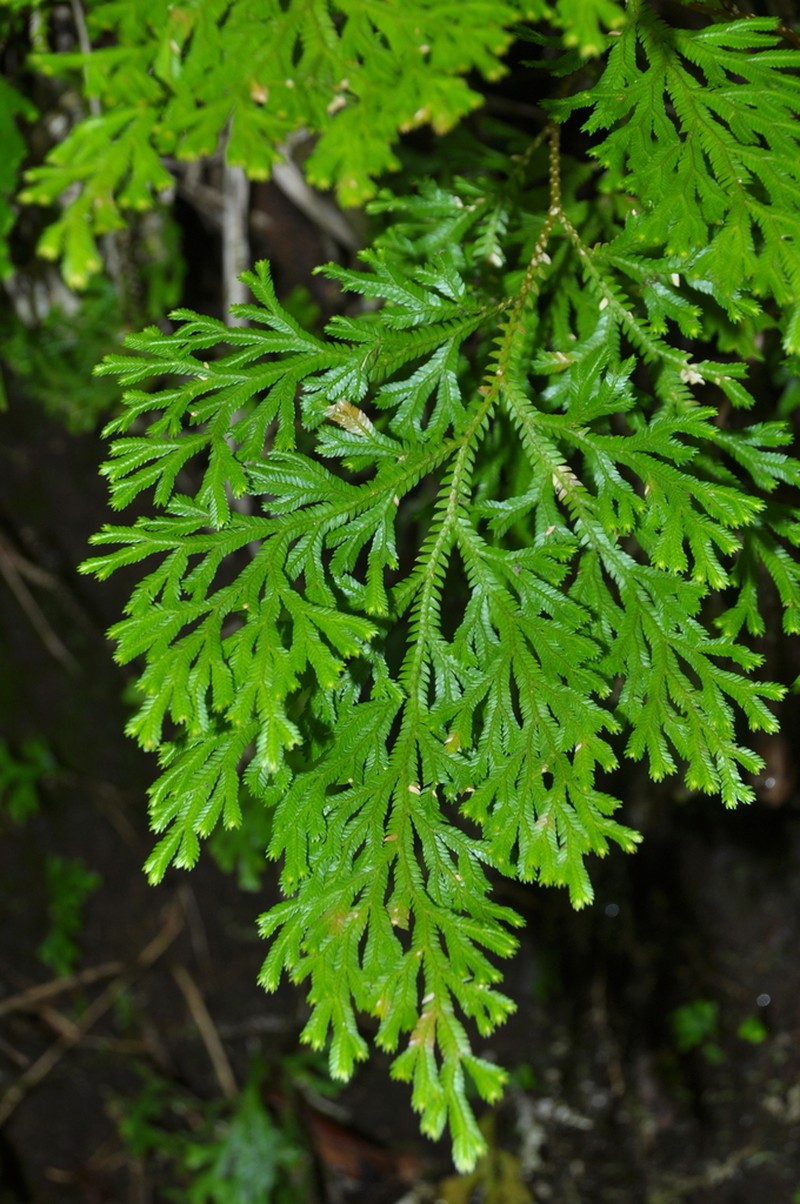 Selaginella fruticulosa photo 6