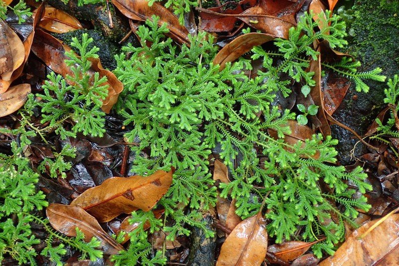 Selaginella fruticulosa photo 7