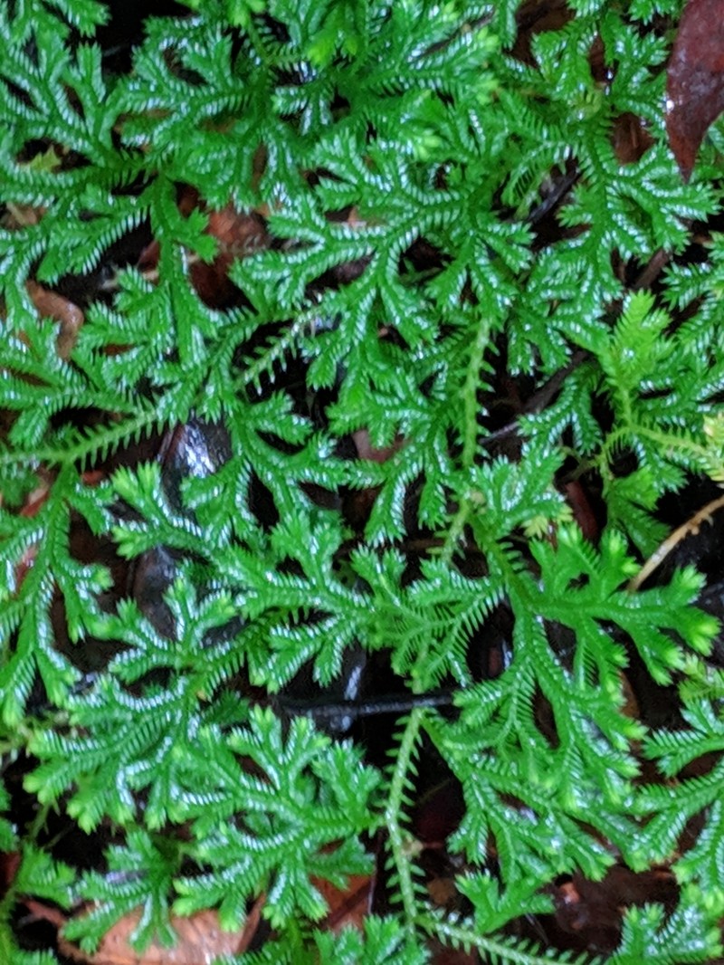 Selaginella fruticulosa photo 8