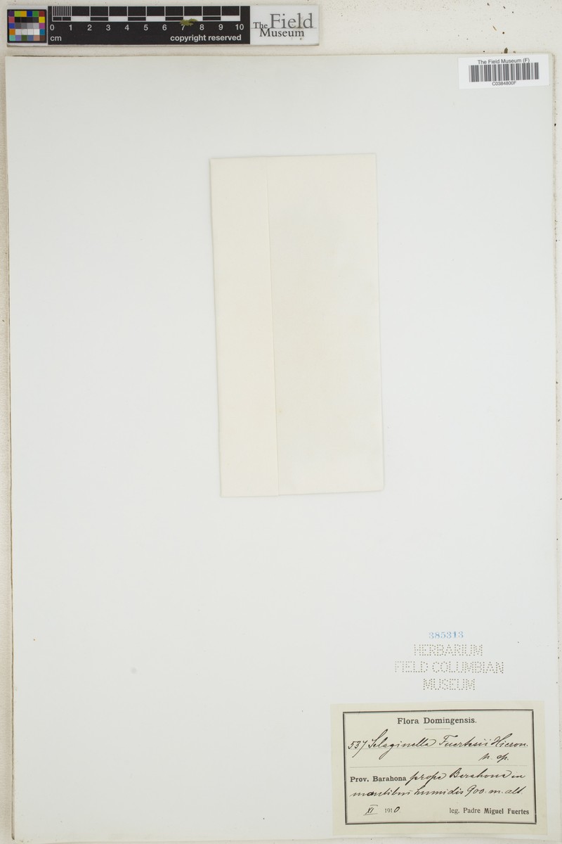 Selaginella fuertesii