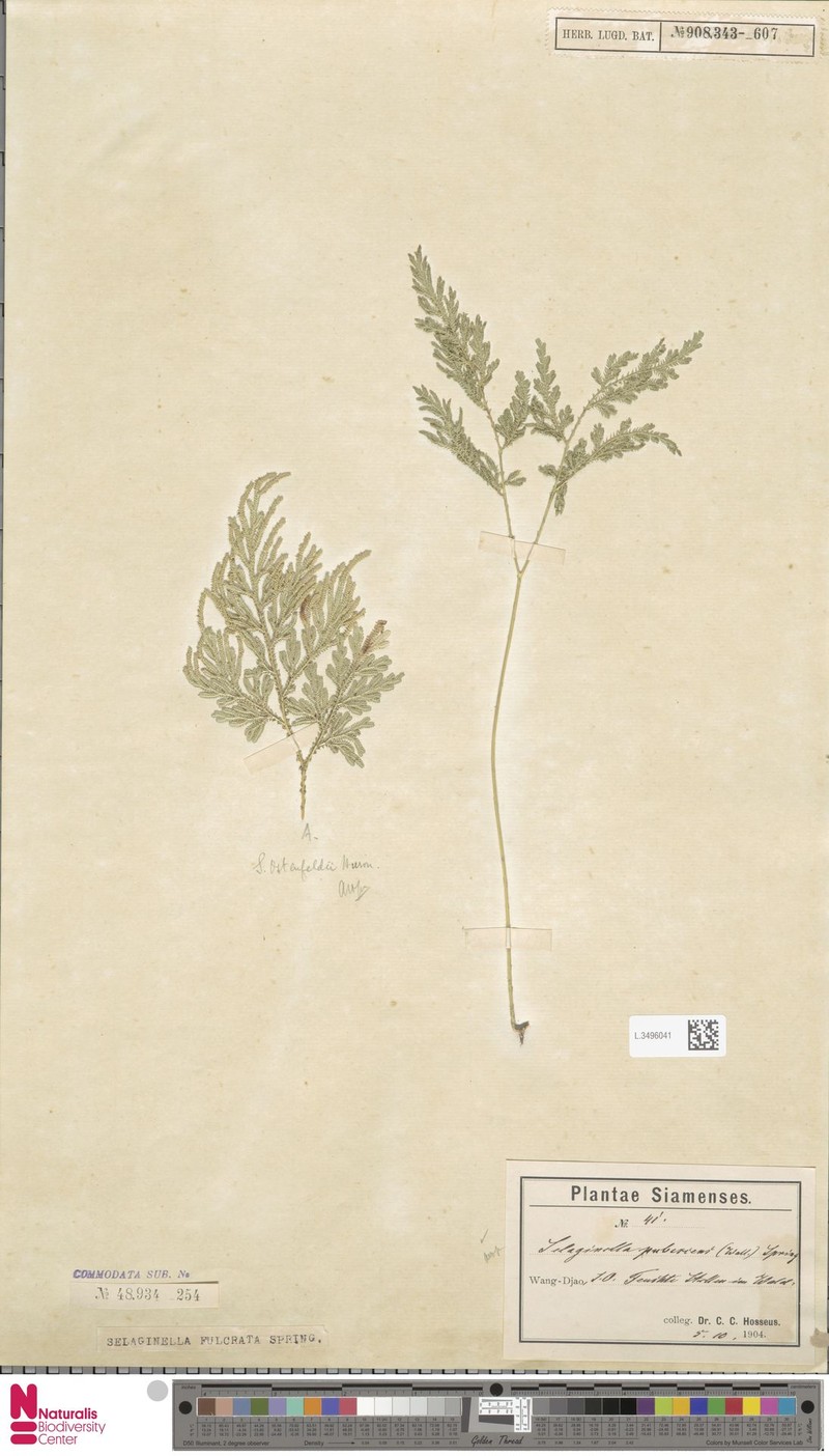 Selaginella fulcrata photo 2