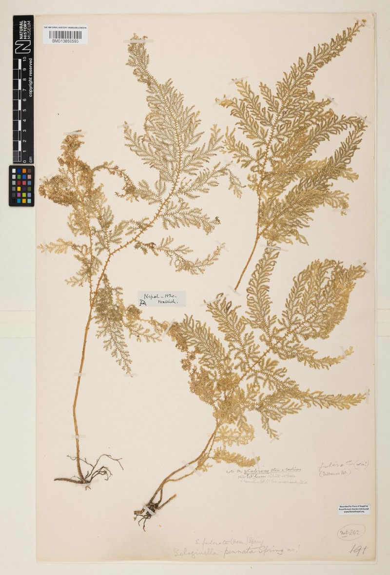 Selaginella fulcrata photo 4