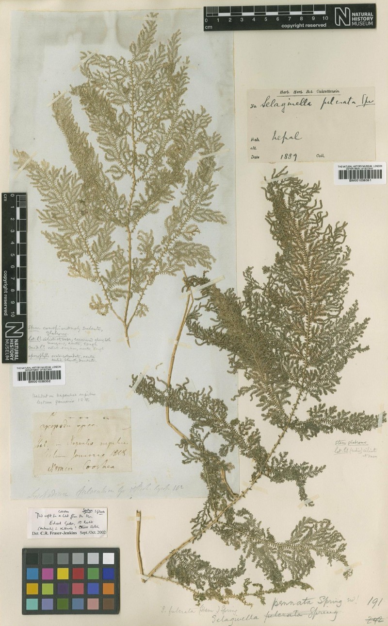 Selaginella fulcrata photo 5