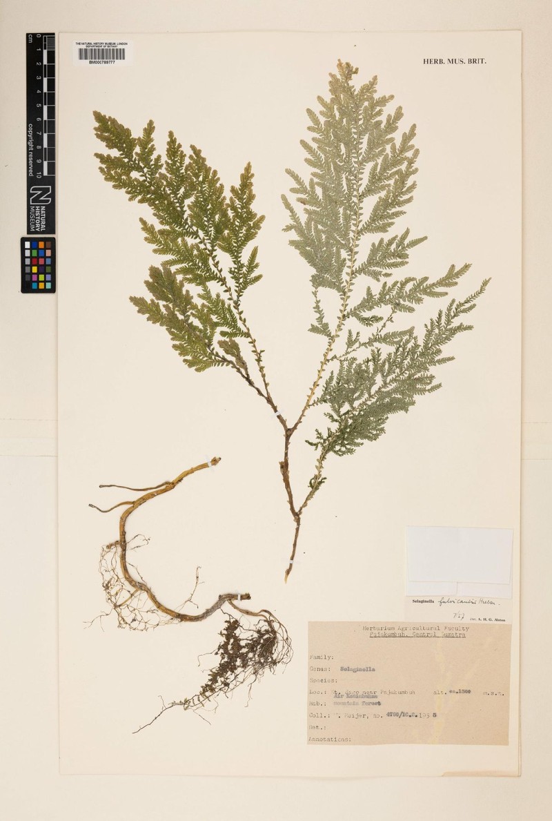 Selaginella fulvicaulis