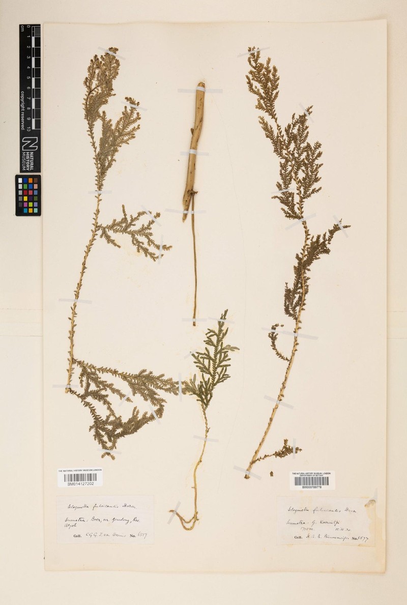 Selaginella fulvicaulis photo 2