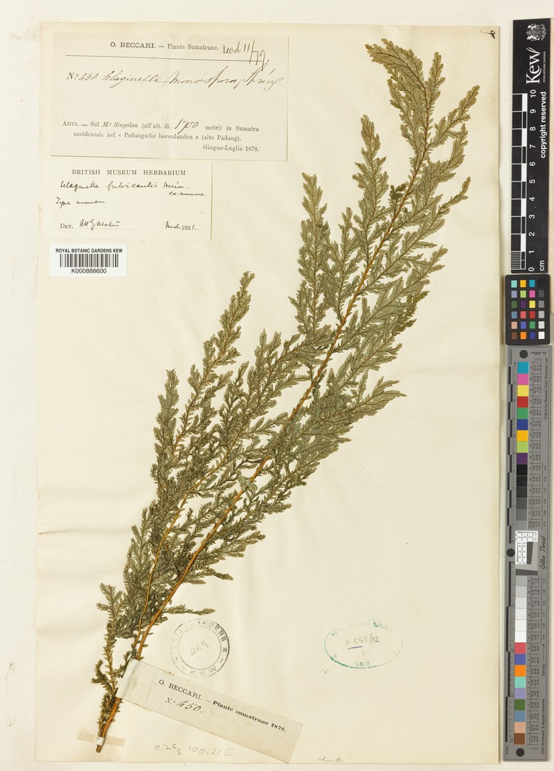 Selaginella fulvicaulis photo 3