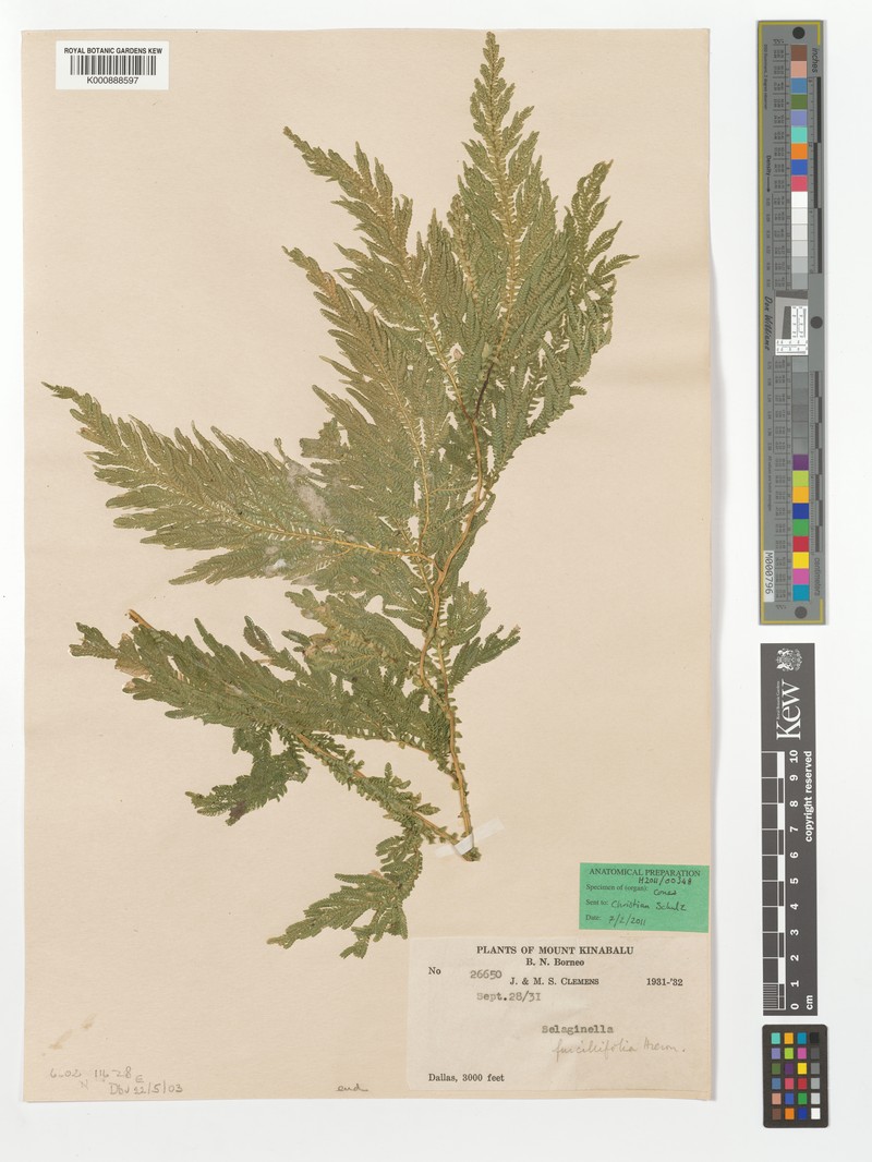 Selaginella furcillifolia