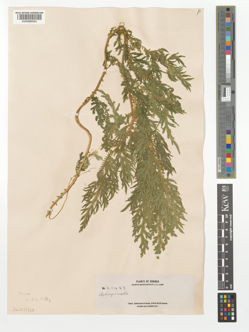 Selaginella furcillifolia photo 2