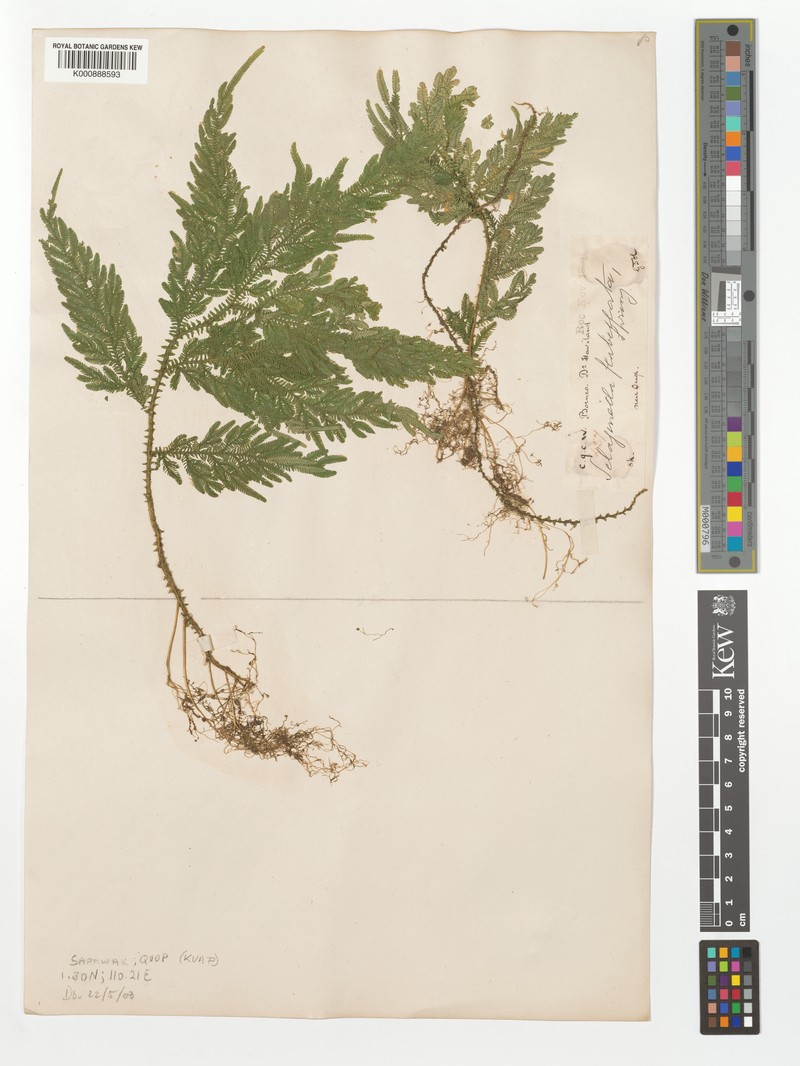 Selaginella furcillifolia photo 4
