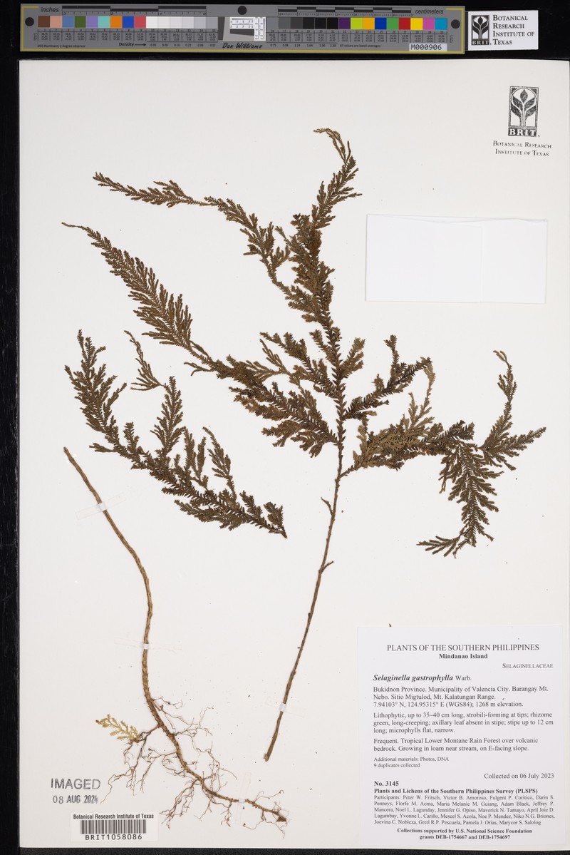 Selaginella gastrophylla
