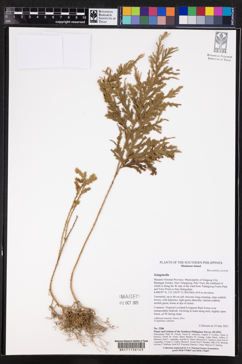 Selaginella gastrophylla photo 2