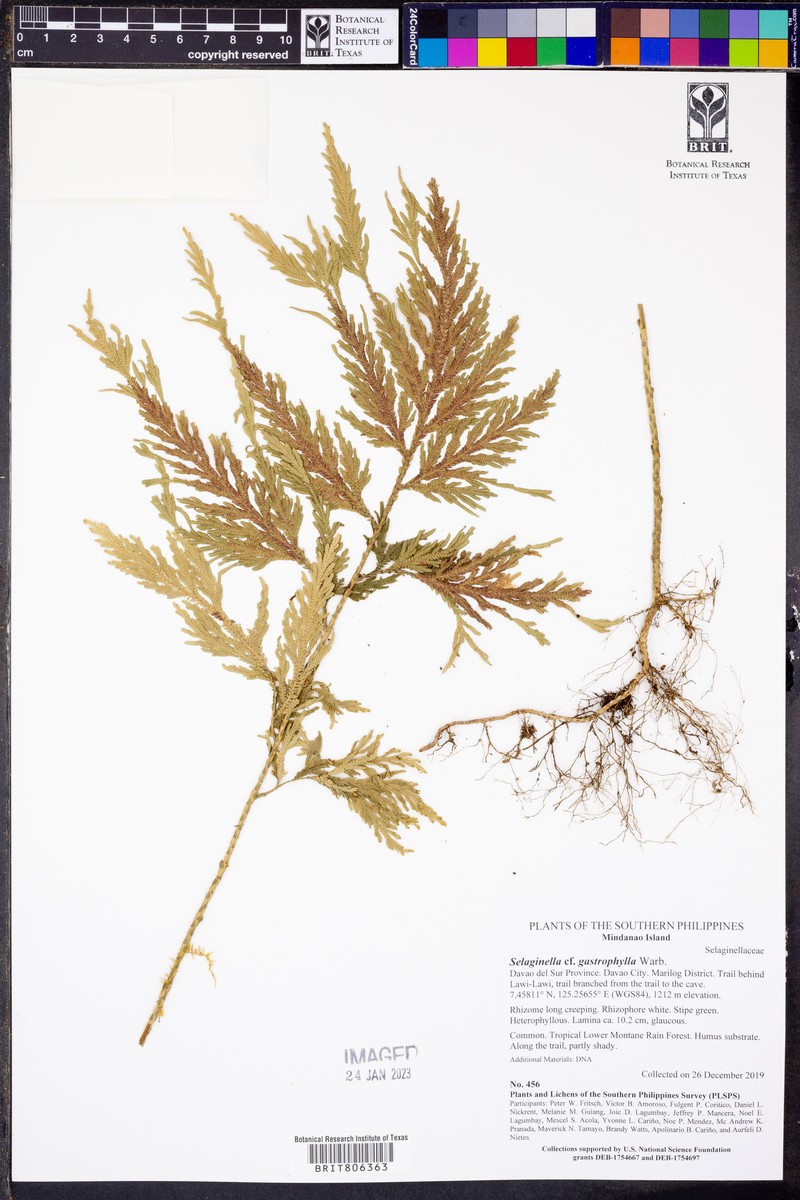 Selaginella gastrophylla photo 3