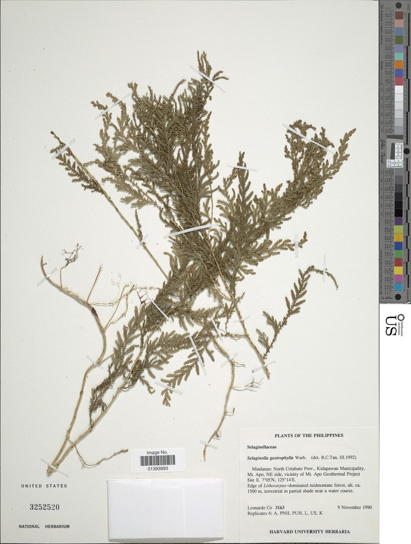 Selaginella gastrophylla photo 4