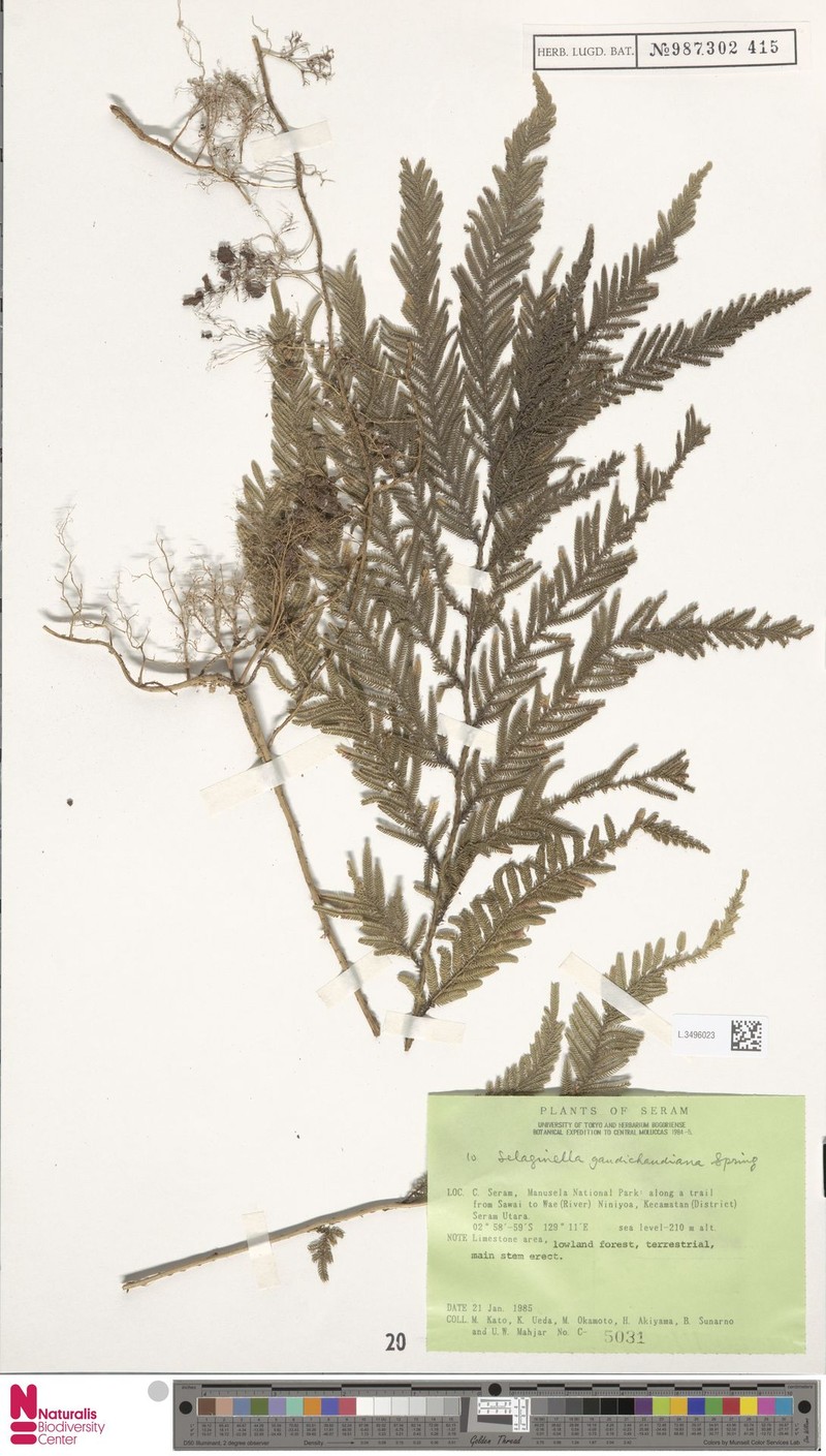 Selaginella gaudichaudiana