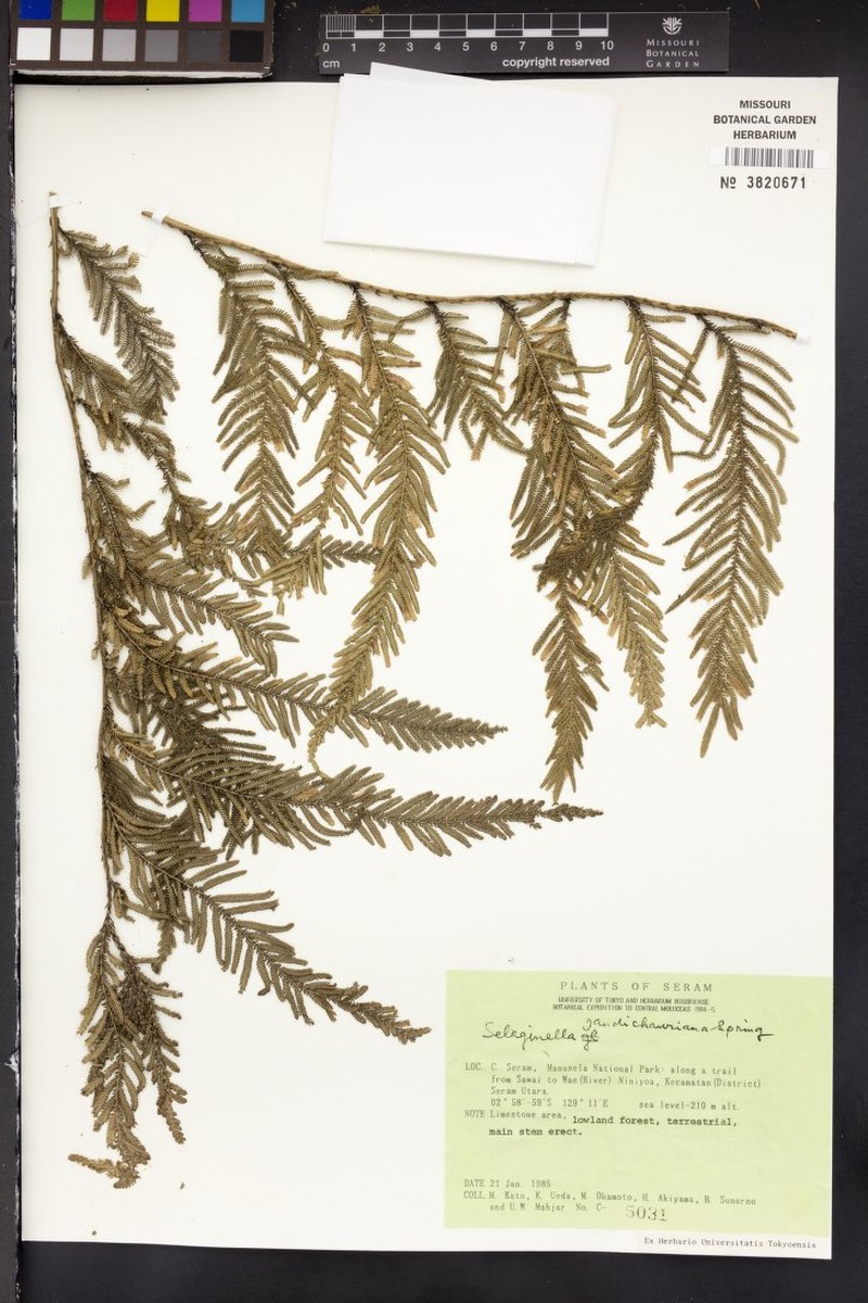 Selaginella gaudichaudiana photo 2