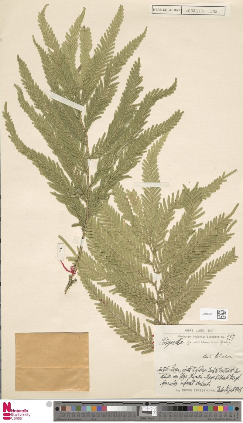 Selaginella gaudichaudiana photo 3