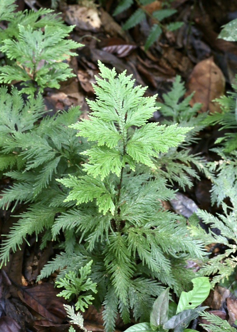 Selaginella geniculata