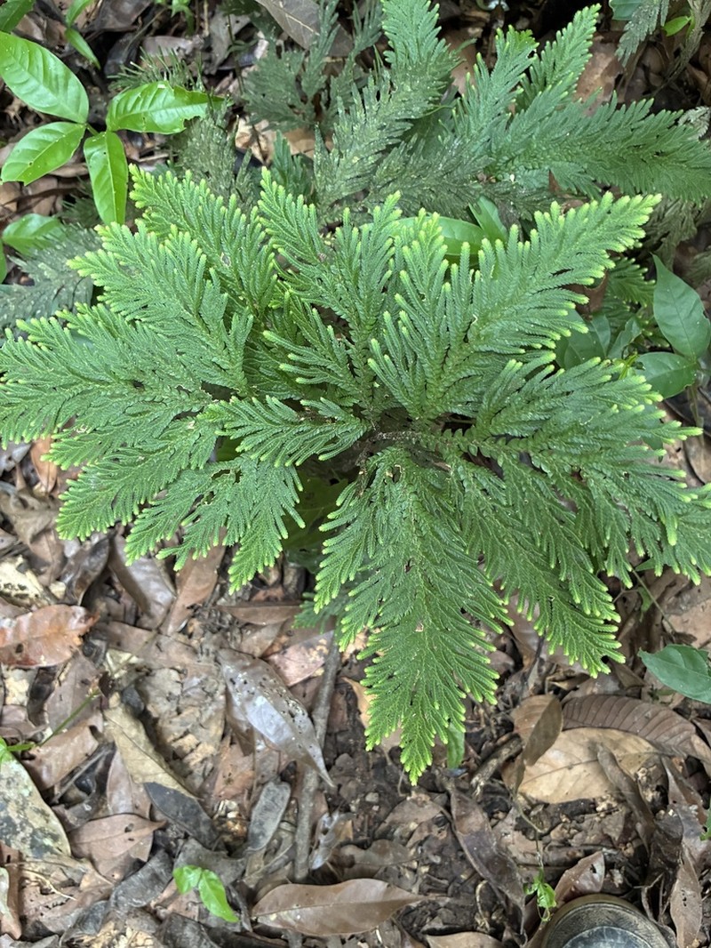 Selaginella geniculata photo 2