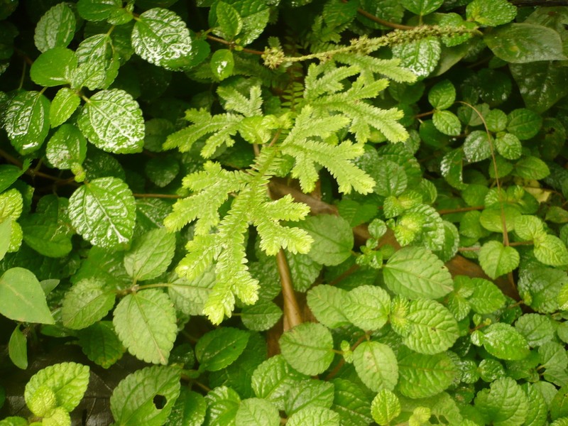 Selaginella geniculata photo 3