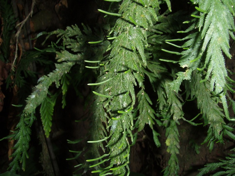 Selaginella geniculata photo 4
