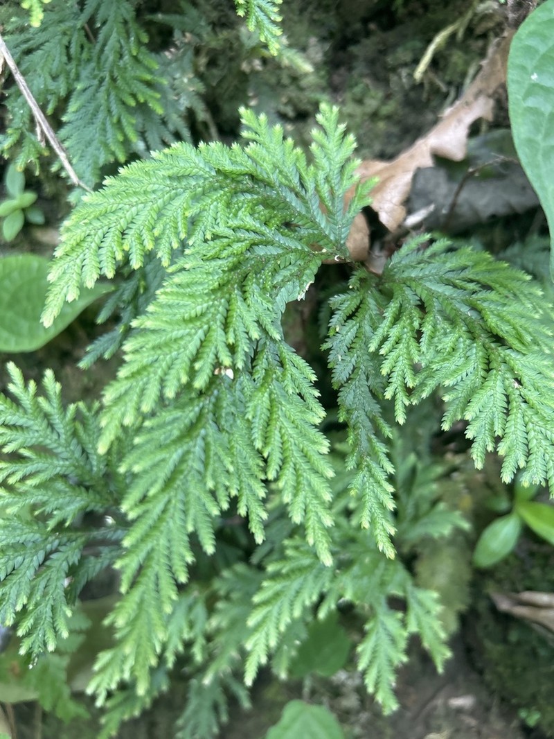 Selaginella geniculata photo 5