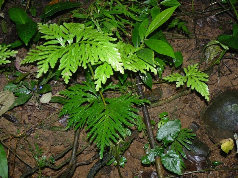 Selaginella geniculata photo 6
