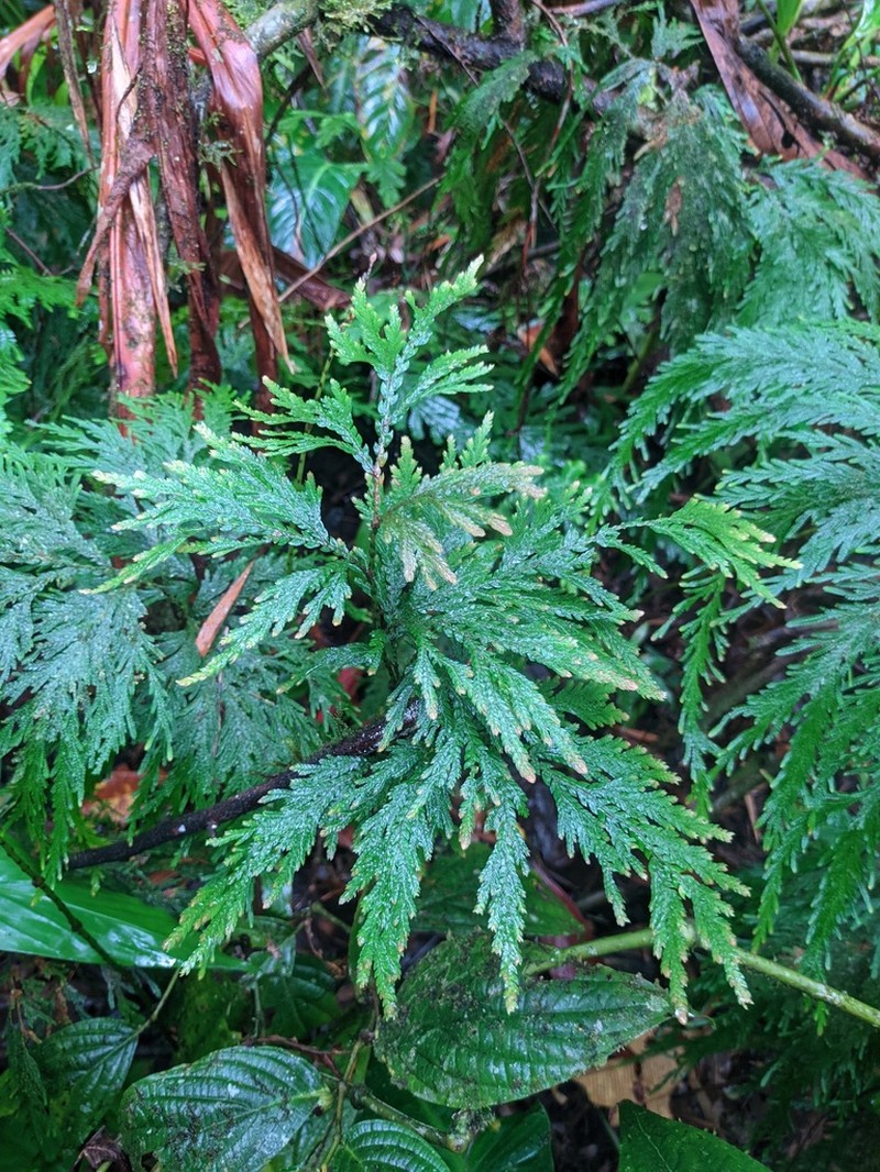 Selaginella geniculata photo 7