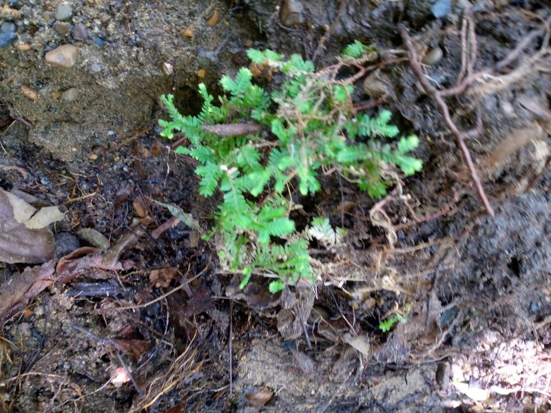 Selaginella geniculata photo 8
