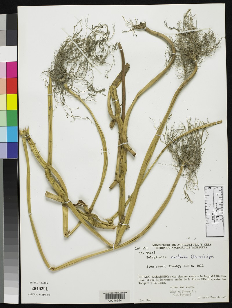 Selaginella gigantea