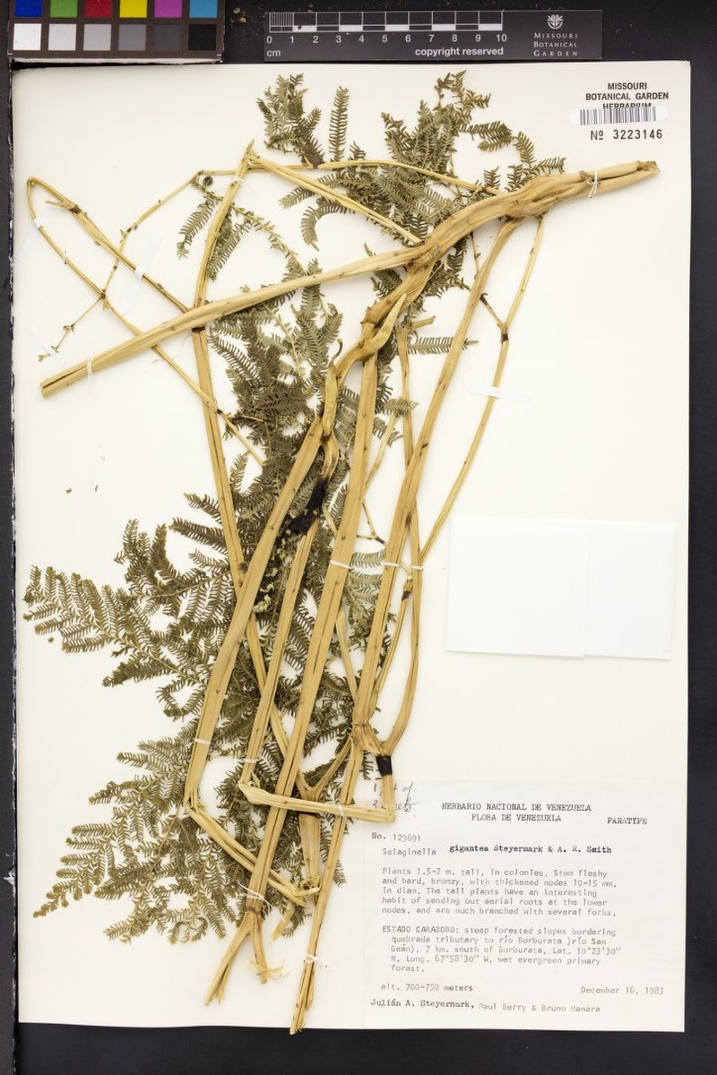 Selaginella gigantea photo 2