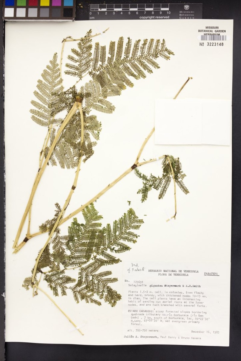 Selaginella gigantea photo 3