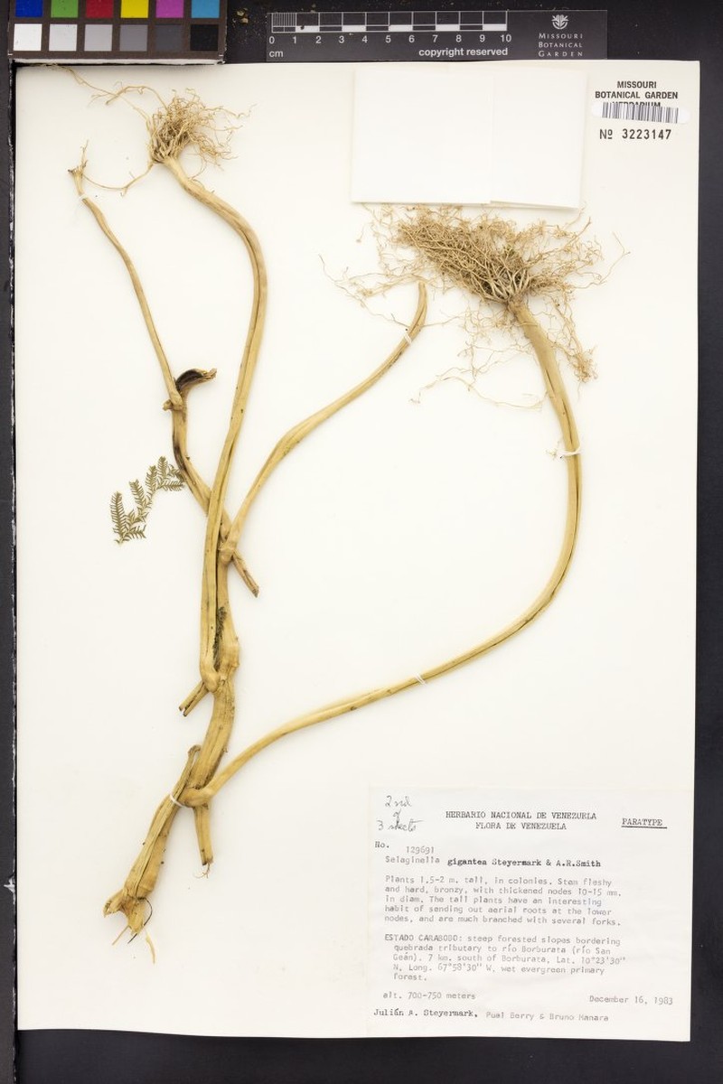 Selaginella gigantea photo 4