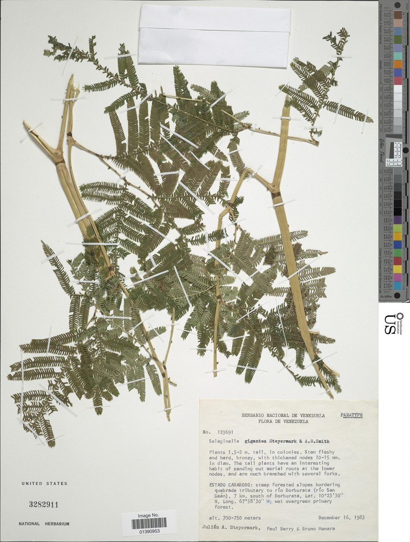 Selaginella gigantea photo 5