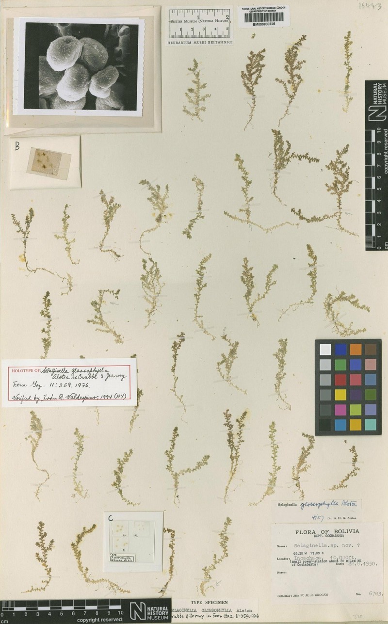 Selaginella glossophylla