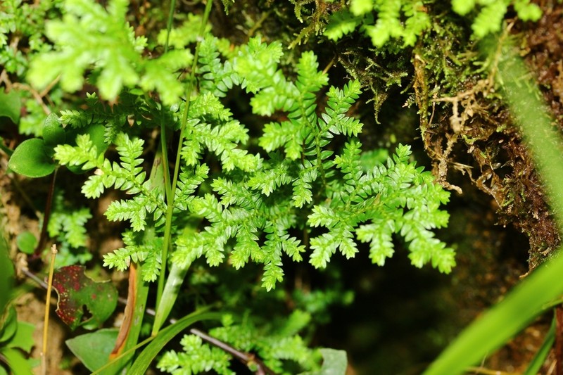 Selaginella goudotiana