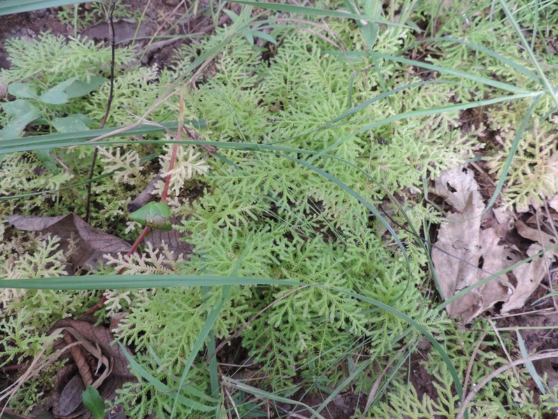 Selaginella goudotiana photo 2