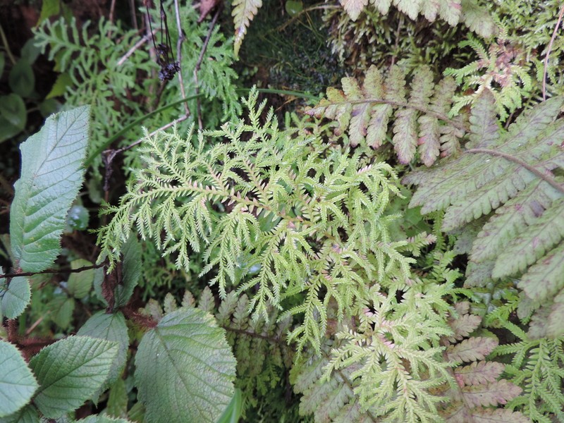 Selaginella goudotiana photo 3