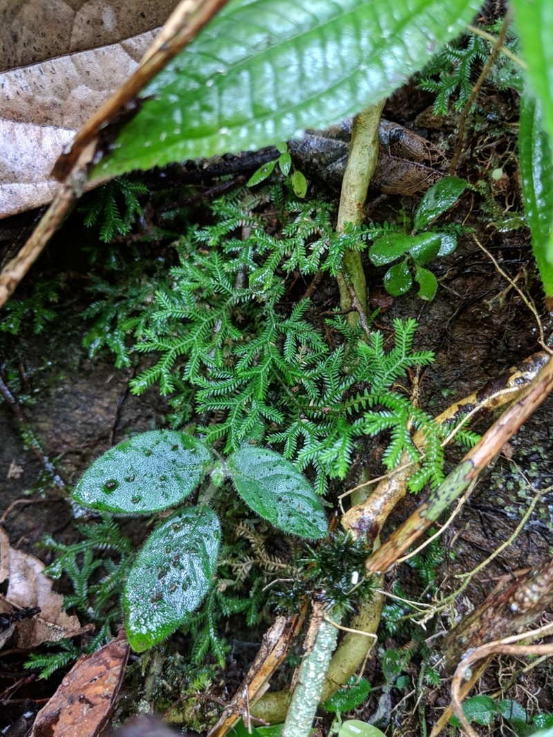Selaginella goudotiana photo 4