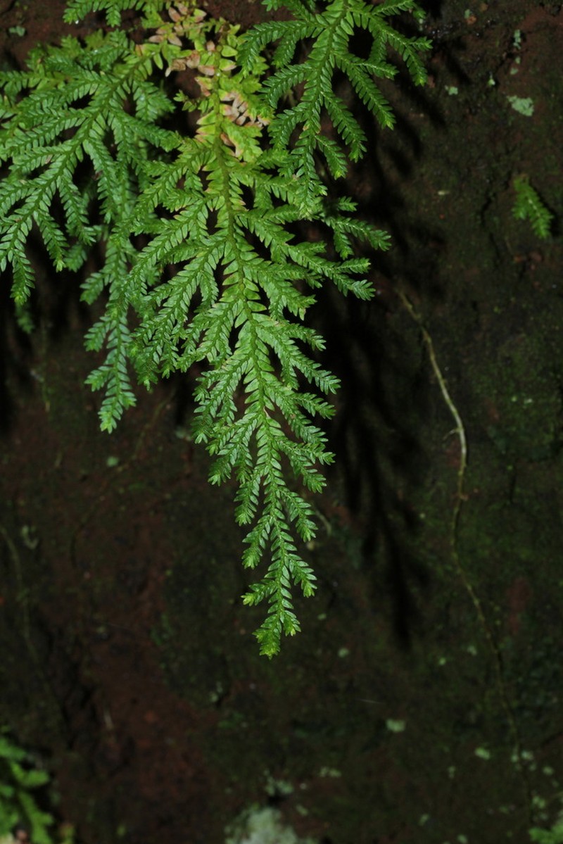 Selaginella goudotiana photo 5