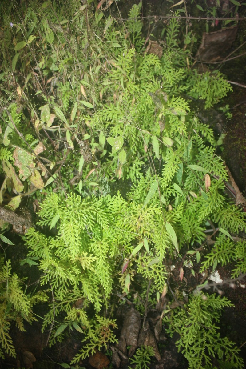 Selaginella goudotiana photo 6