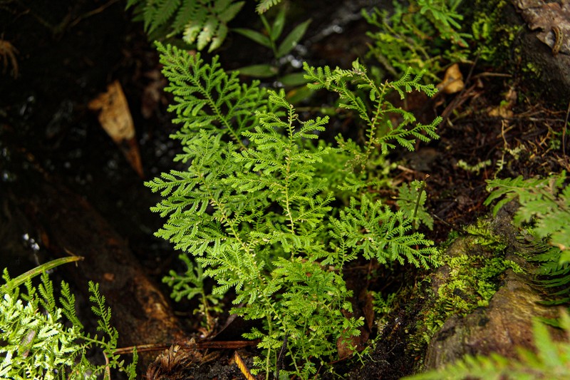 Selaginella goudotiana photo 7
