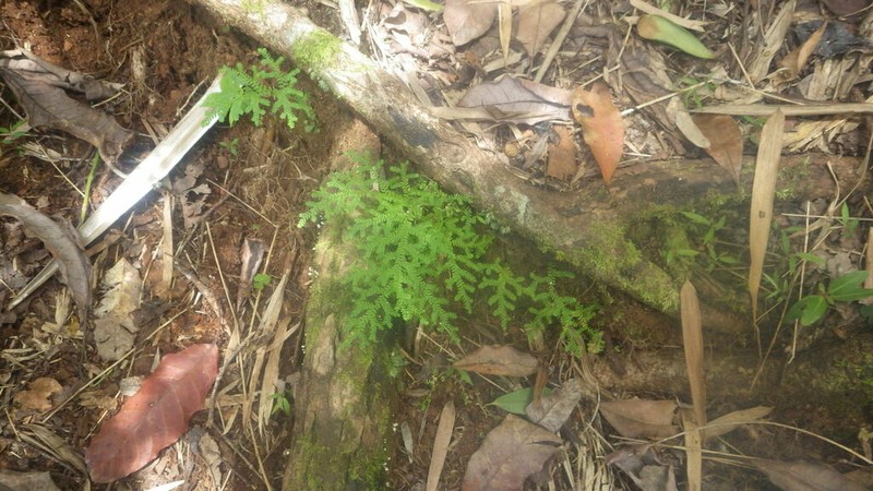 Selaginella goudotiana photo 8